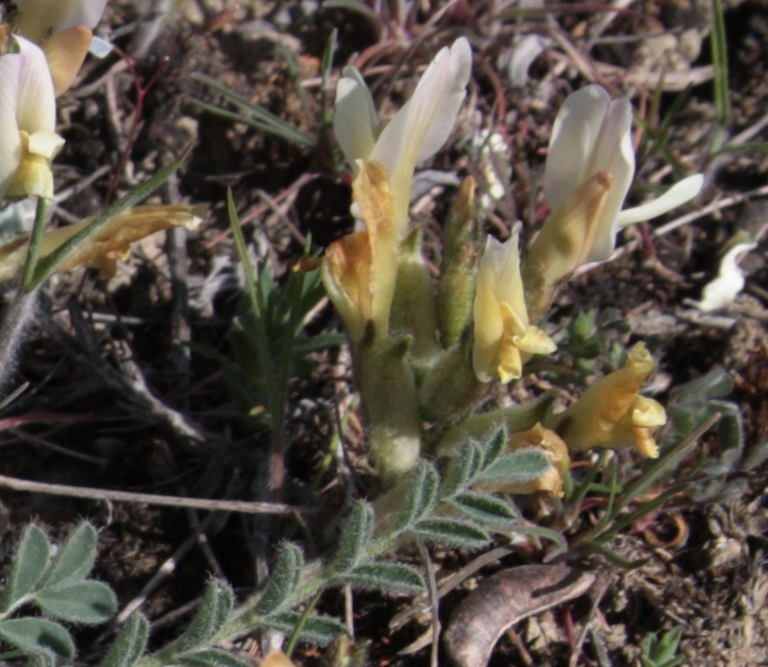 Изображение особи Astragalus reduncus.