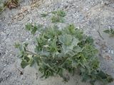 Eryngium maritimum. Расцветающее растение на песчаном пляже. Украина, Одесса, мыс Малый Фонтан. 09.06.2013.