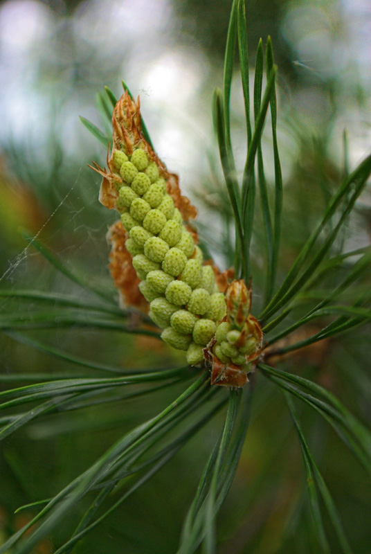 Image of Pinus sylvestris specimen.