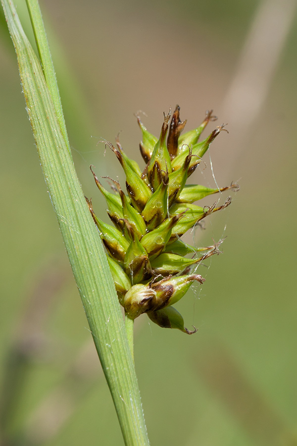 Изображение особи Carex hostiana.