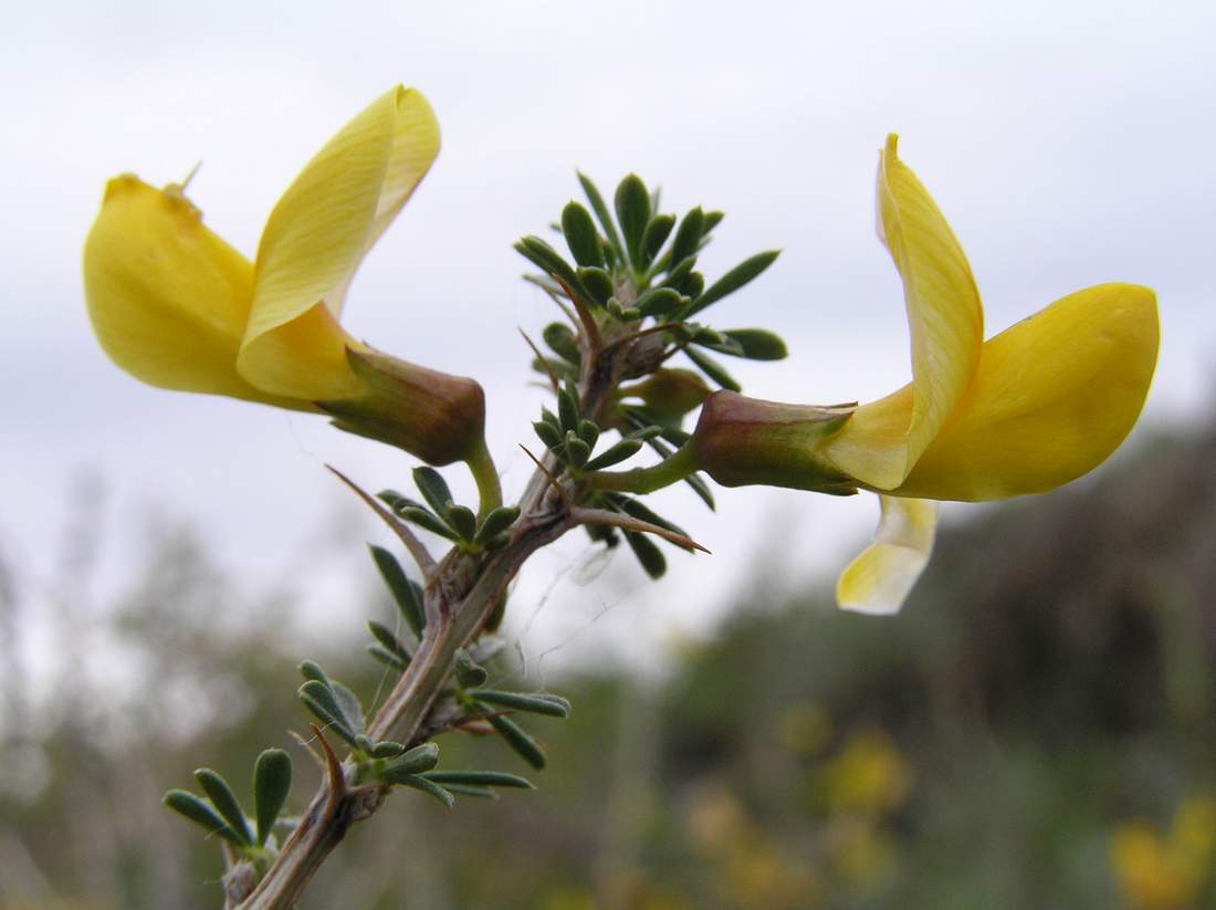 Image of Caragana pumila specimen.