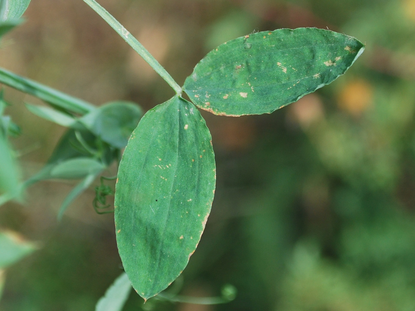 Изображение особи Lathyrus pratensis.