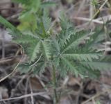 Potentilla laciniosa