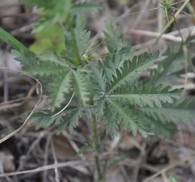 Image of Potentilla laciniosa specimen.