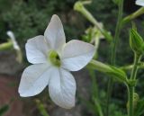 Nicotiana alata