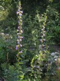 Campanula ruthenica