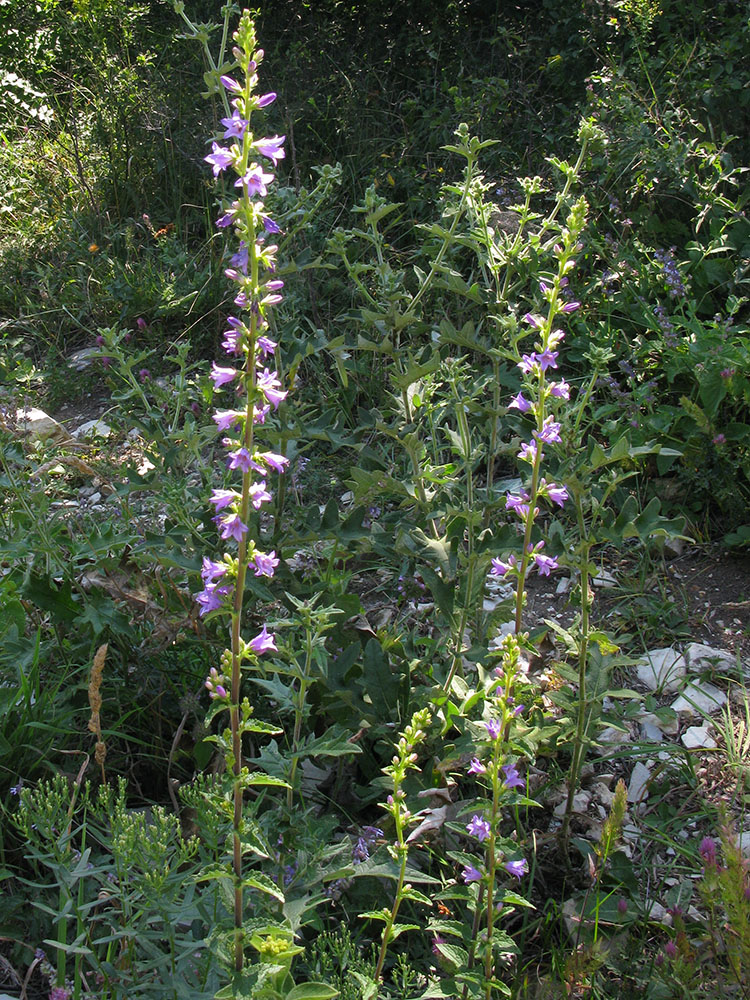 Image of Campanula ruthenica specimen.