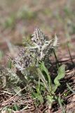 Pedicularis olgae