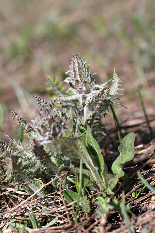 Image of Pedicularis olgae specimen.