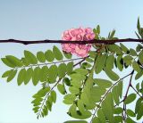 Robinia viscosa