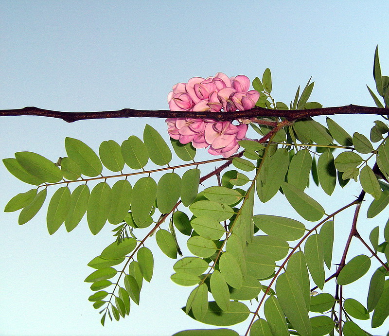 Image of Robinia viscosa specimen.