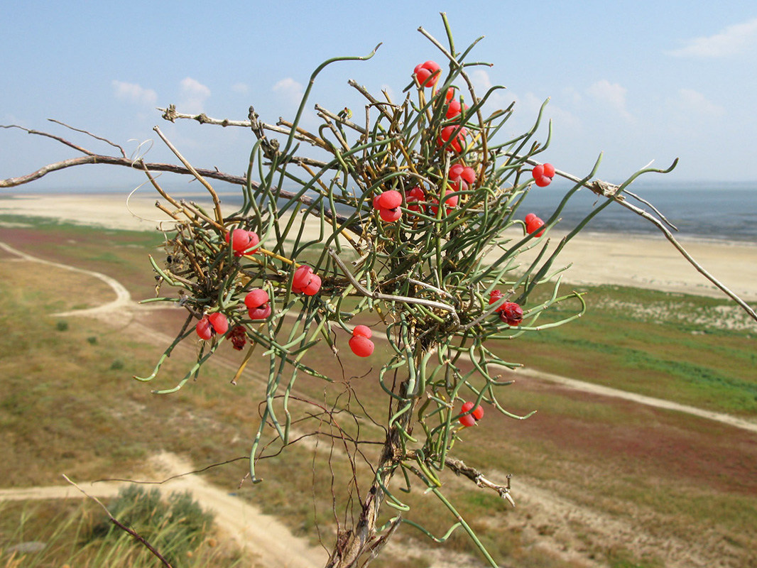 Изображение особи Ephedra distachya.