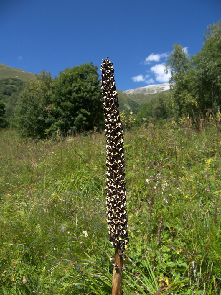 Изображение особи Pedicularis atropurpurea.