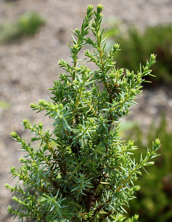 Изображение особи Juniperus communis var. saxatilis.