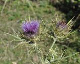 Cirsium eriophorum