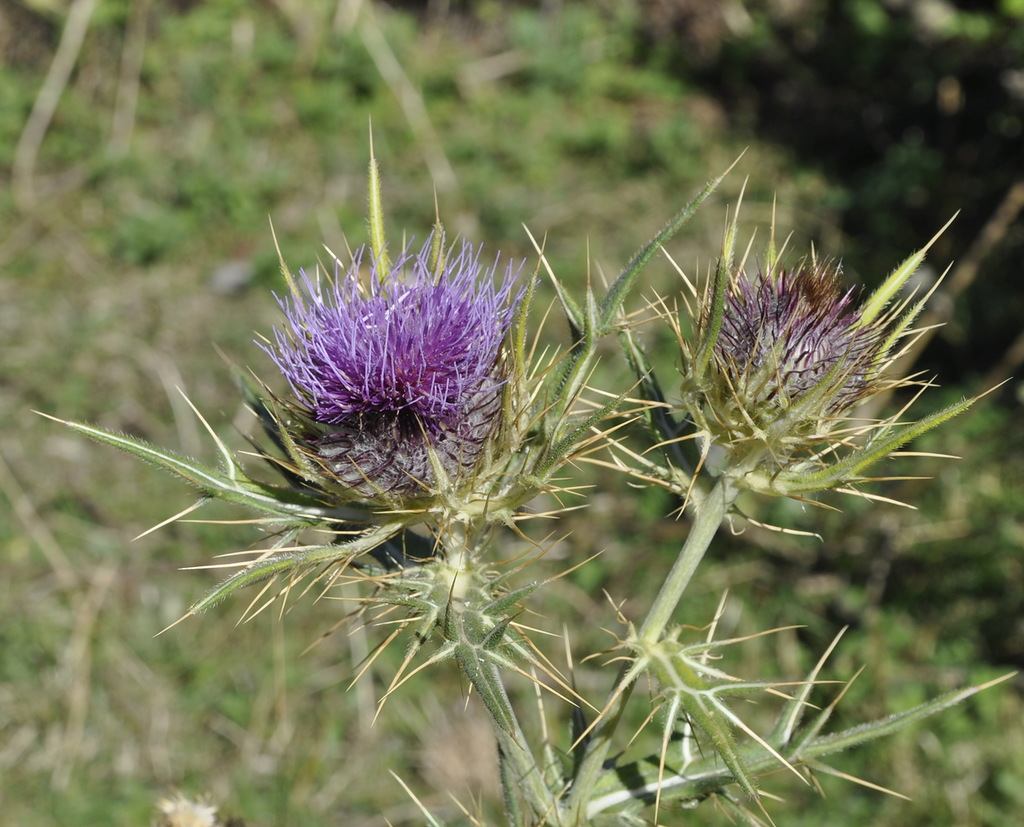 Изображение особи Cirsium eriophorum.