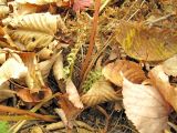 род Athyrium