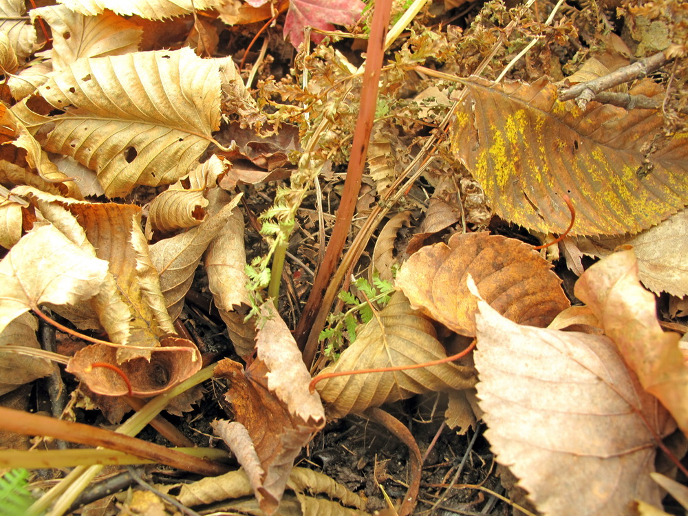 Image of genus Athyrium specimen.