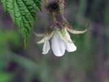 Rubus matsumuranus