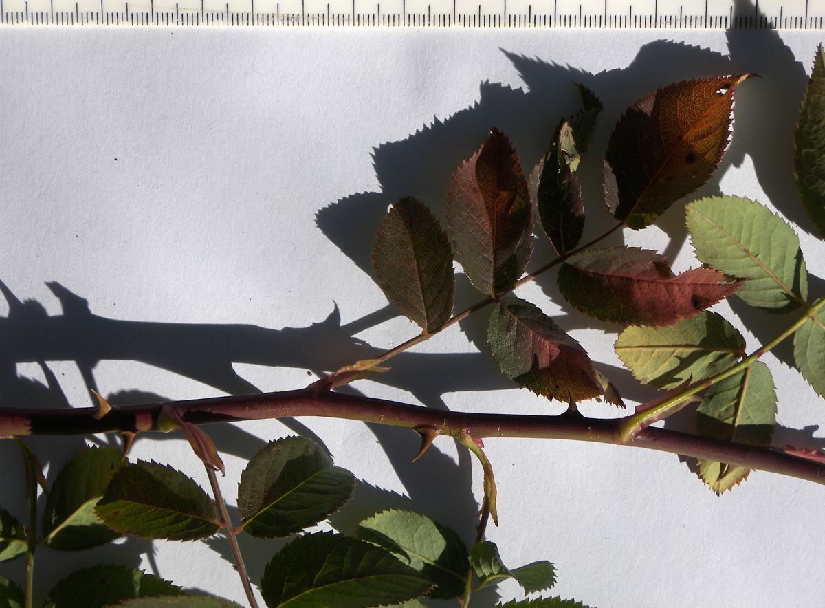 Image of Rosa canina specimen.