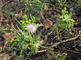 Senecio vulgaris