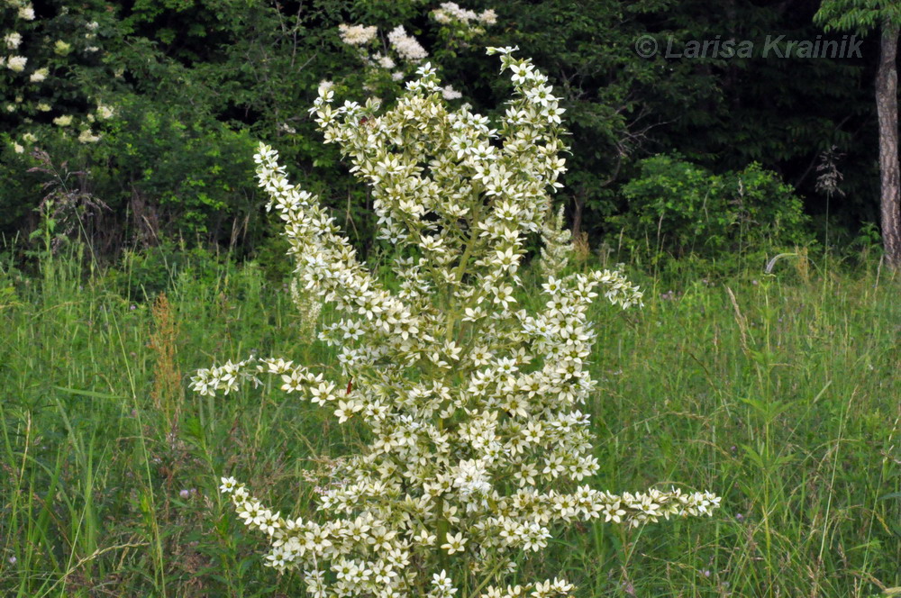Image of Veratrum dahuricum specimen.