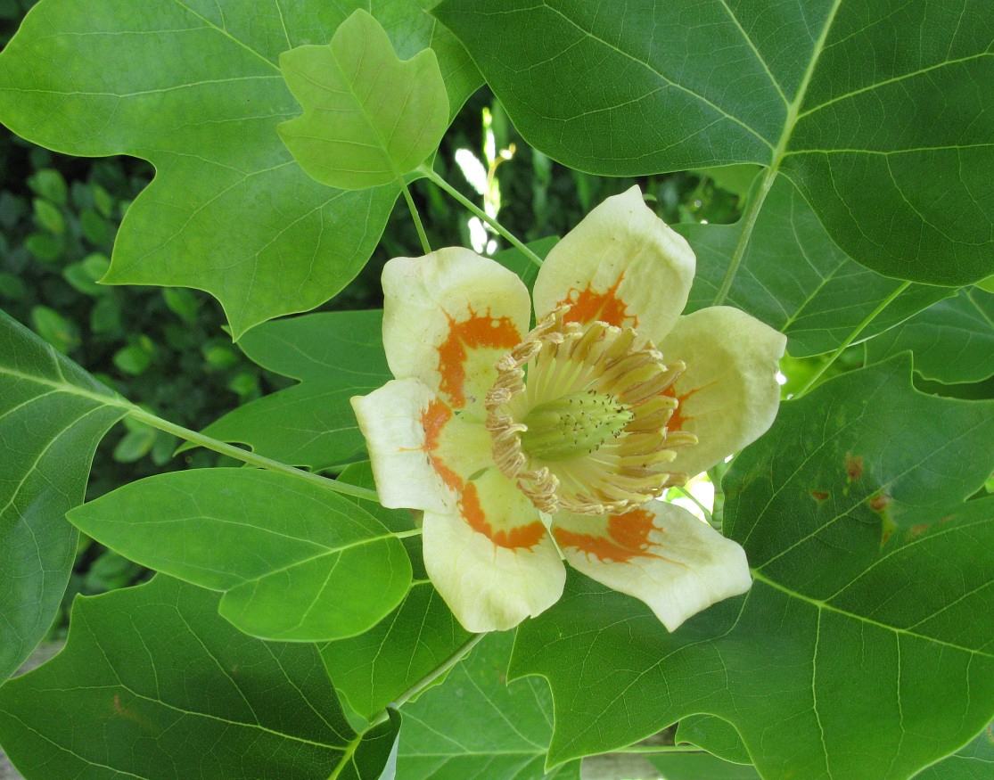 Изображение особи Liriodendron tulipifera.