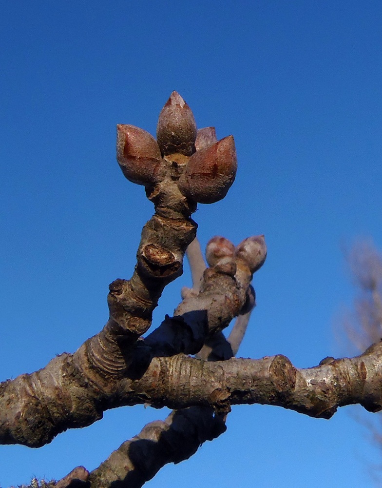 Image of Populus alba specimen.