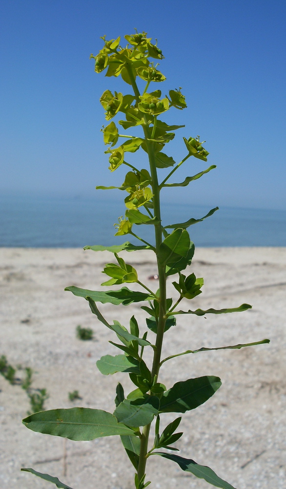 Изображение особи Euphorbia iberica.