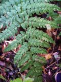 Dryopteris carthusiana. Часть листа (вайи), верхняя сторона. Курская обл., ур. Кармановская дача. 15 августа 2007 г.