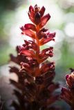 Orobanche laxissima