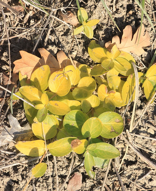 Image of Vinca herbacea specimen.