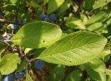 Prunus stepposa. Листья. Украина, Запорожская обл., Мелитопольский р-н, недалеко от пгт Мирное, Национальный историко-археологический заповедник \"Каменная Могила\". 10.08.2013.