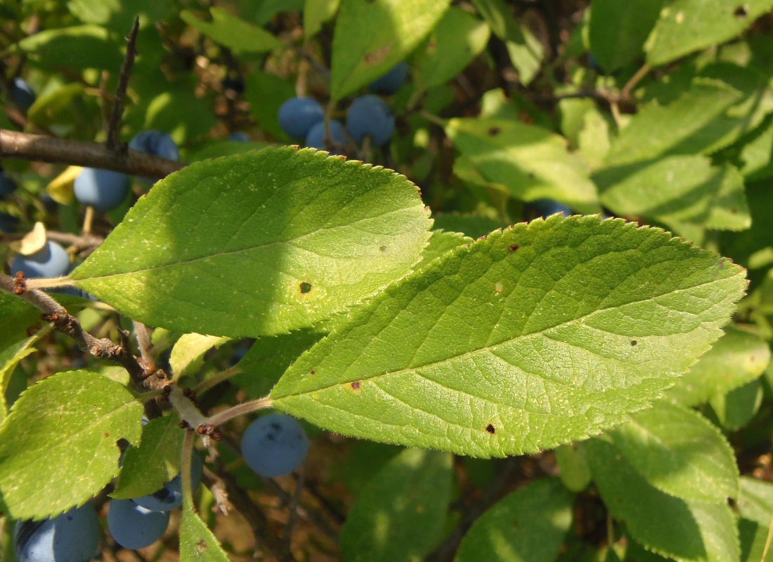 Image of Prunus stepposa specimen.