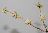 Lonicera × purpusii. Цветущие ветки. Германия, г. Кемпен, в культуре. 28.02.2014.