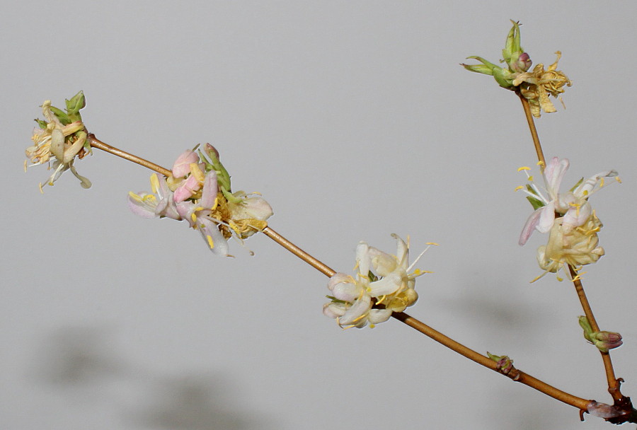 Image of Lonicera &times; purpusii specimen.