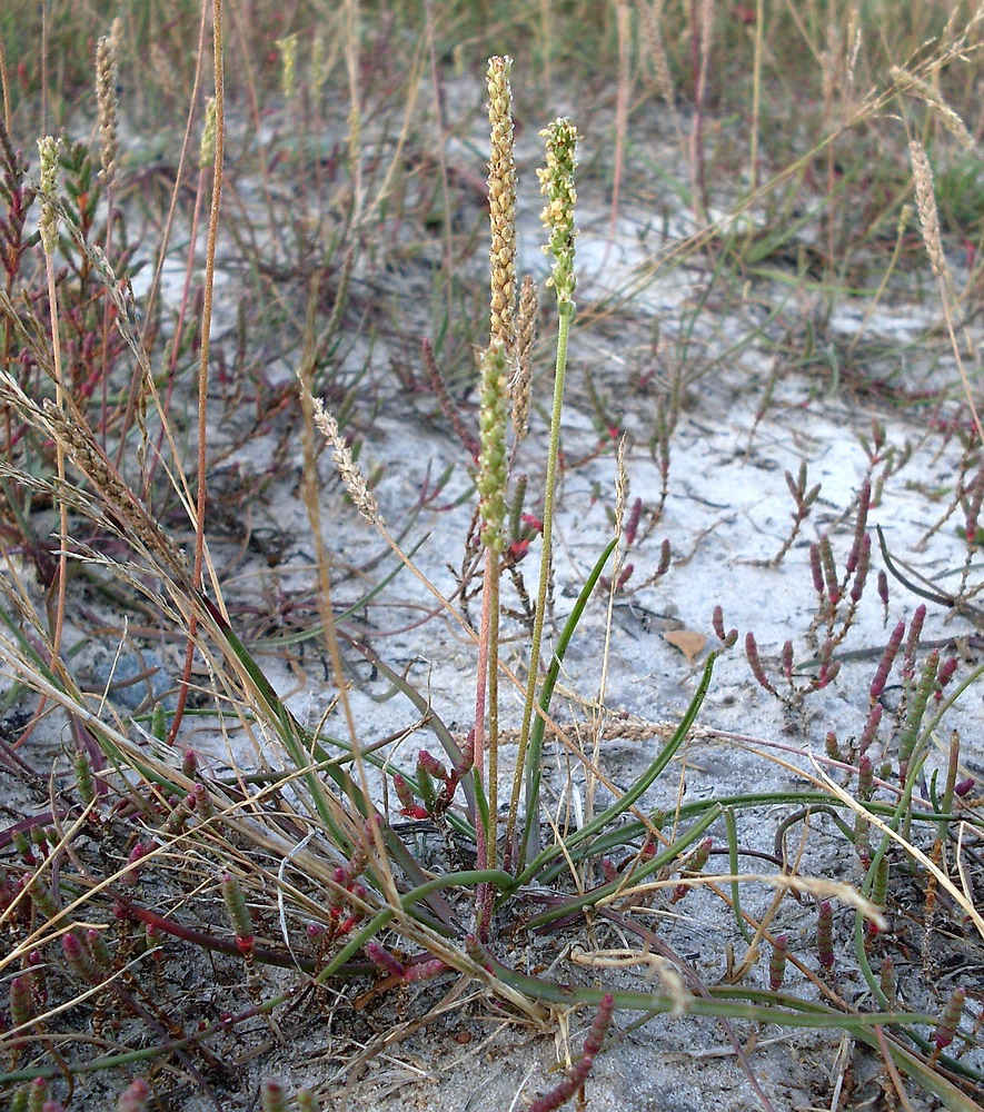 Image of Plantago salsa specimen.