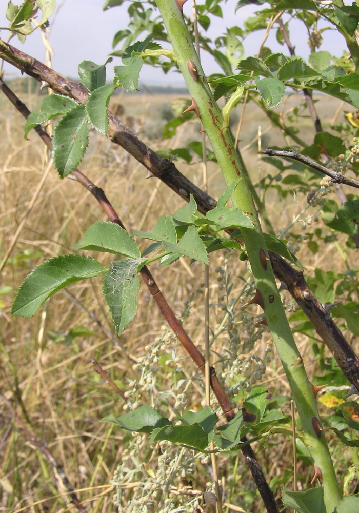 Изображение особи Rosa × malmundariensis.