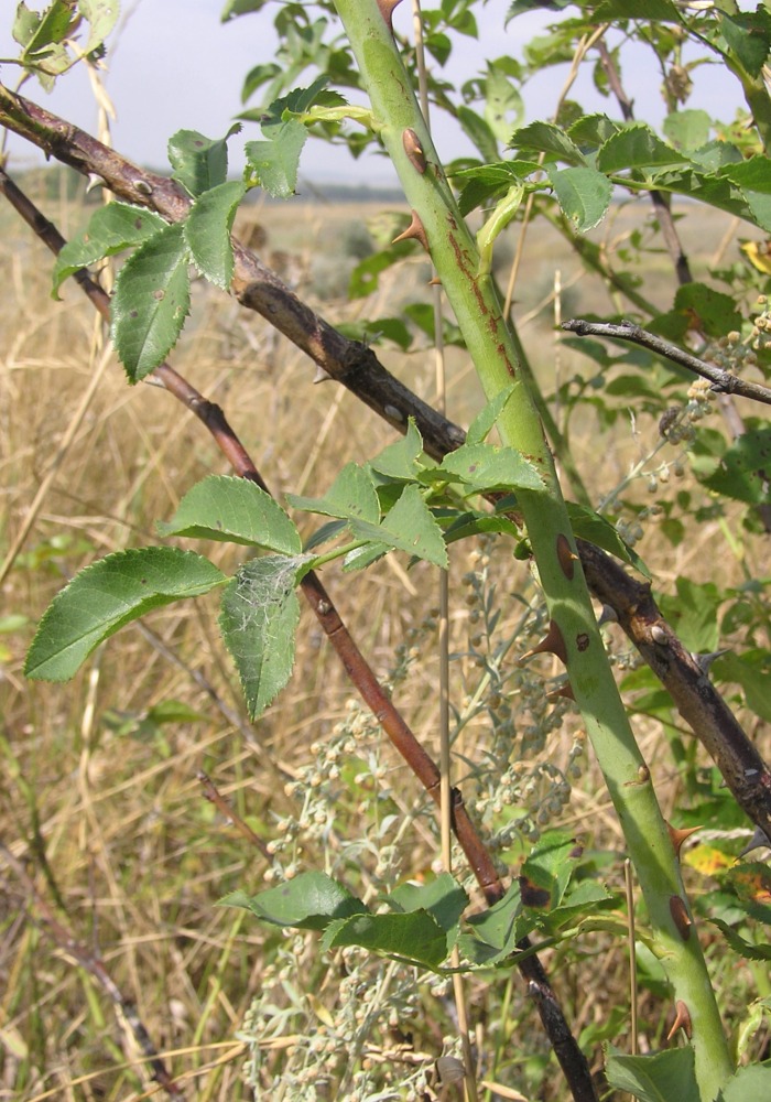 Image of Rosa lupulina specimen.