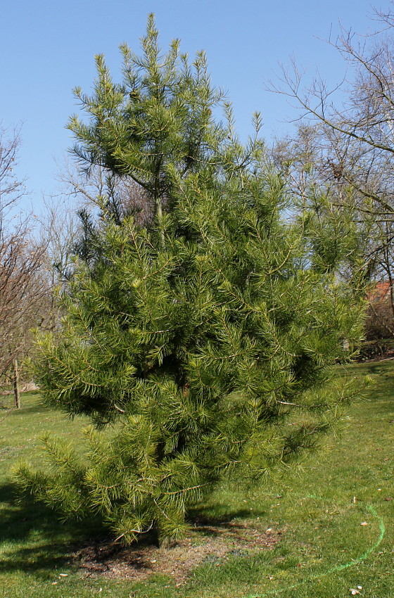 Image of Pinus bungeana specimen.