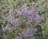 Limonium sareptanum