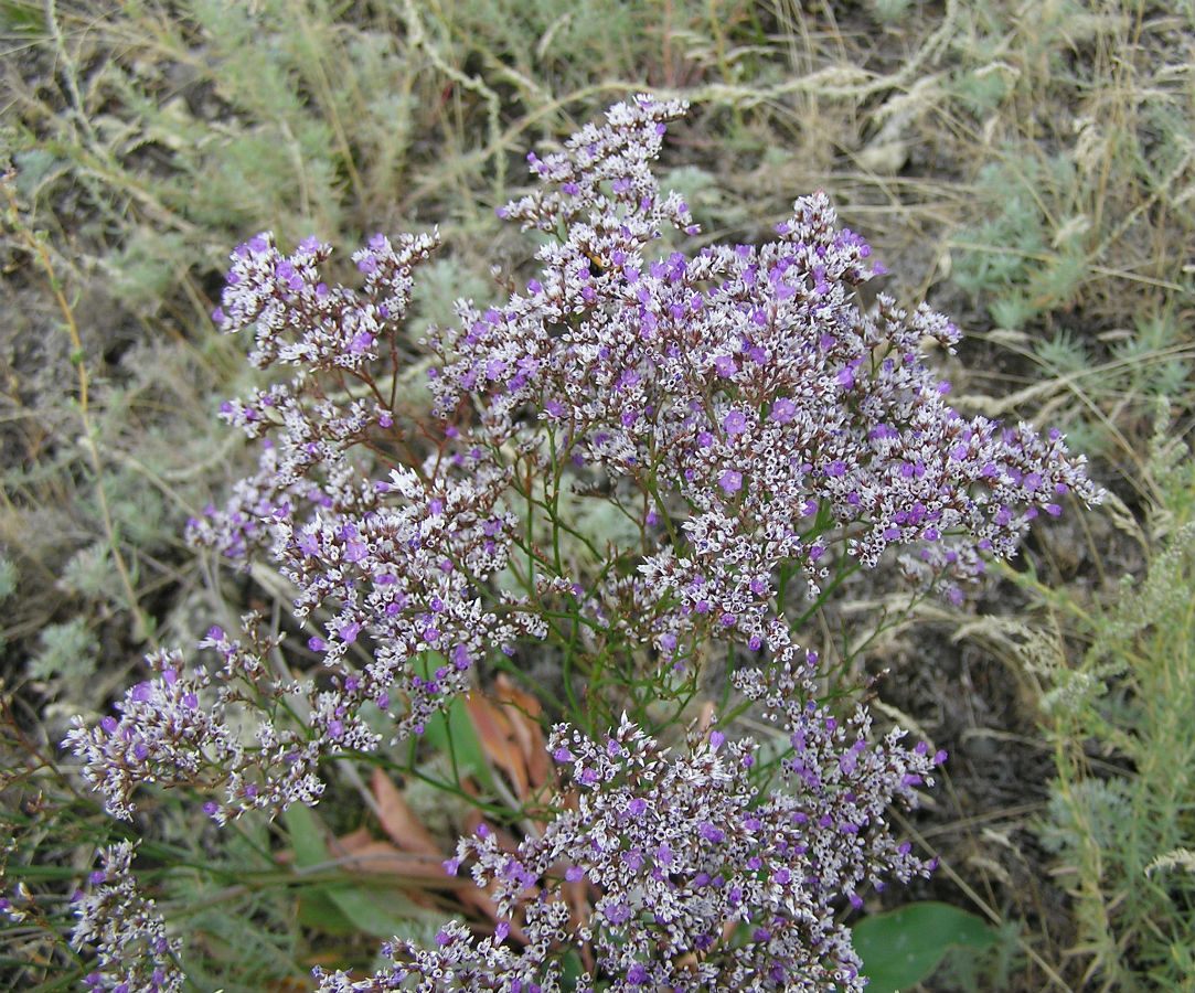 Изображение особи Limonium sareptanum.
