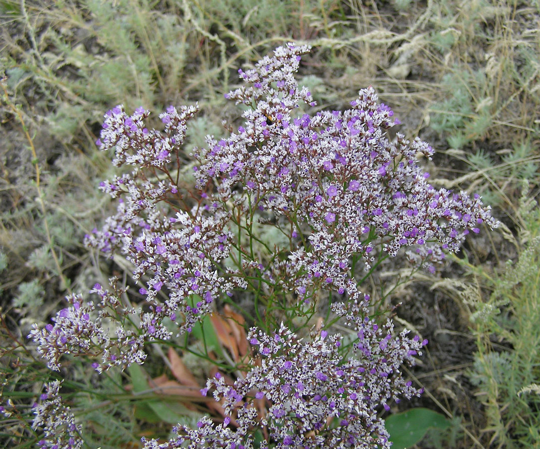 Image of Limonium sareptanum specimen.