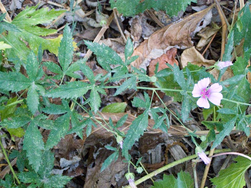 Изображение особи Althaea cannabina.