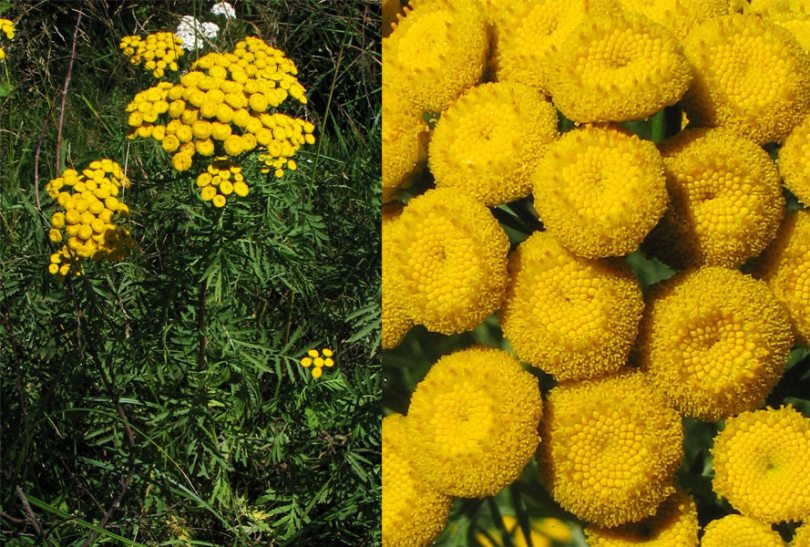 Image of Tanacetum vulgare specimen.