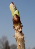 Image of taxon representative. Author is Валерий Куделя
