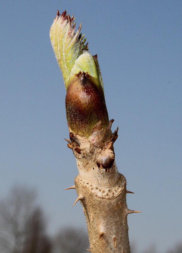 Изображение особи род Aralia.