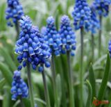 Muscari botryoides