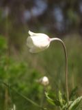 Anemone sylvestris