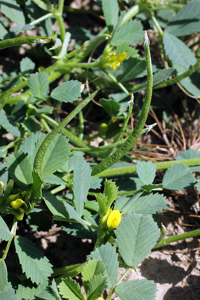 Image of Trigonella geminiflora specimen.